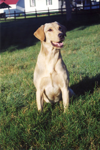 54730001a.jpg